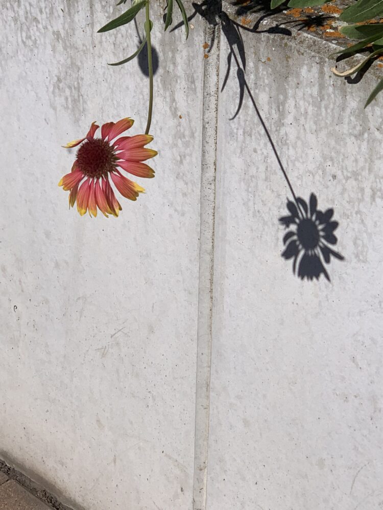 Kokardenblume