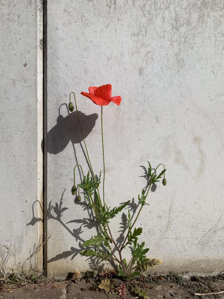 Klatschmohn